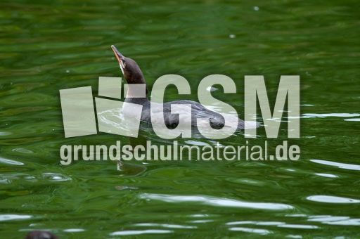 Gänsesäger (3 von 7).jpg